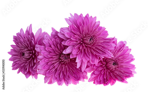 chrysanthemum isolated