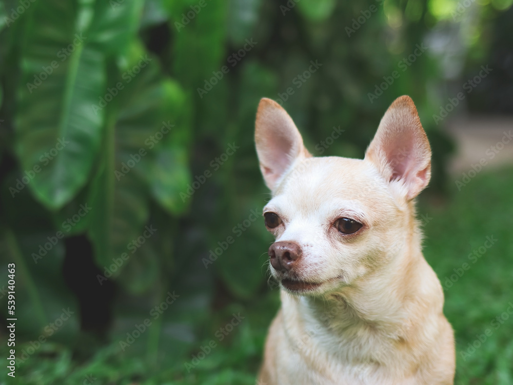 cute brown short hair chihuahua dog sitting  on green grass in the garden,looking away curiously. Copy space.