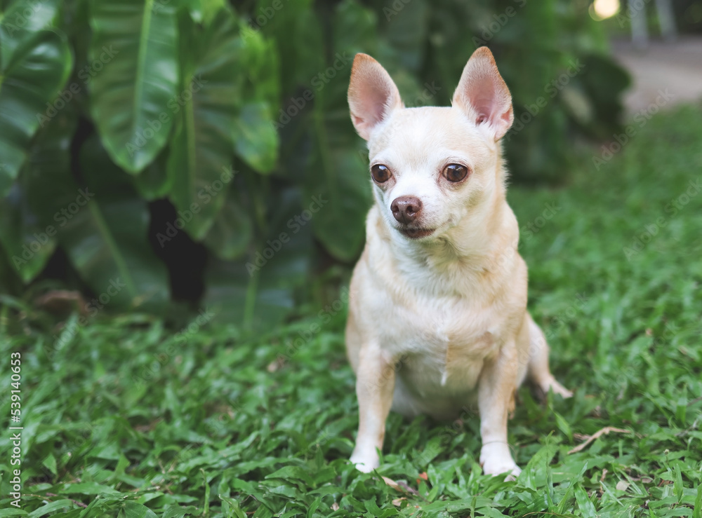 cute brown short hair chihuahua dog sitting  on green grass in the garden,  looking curiously.