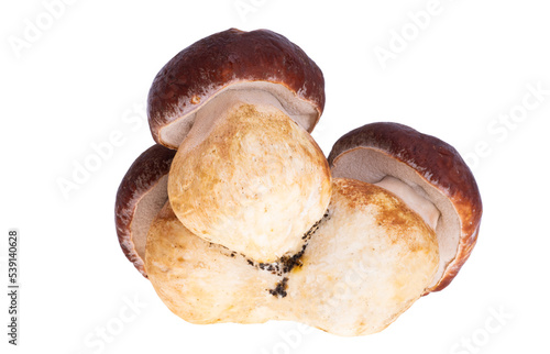 Ceps isolated