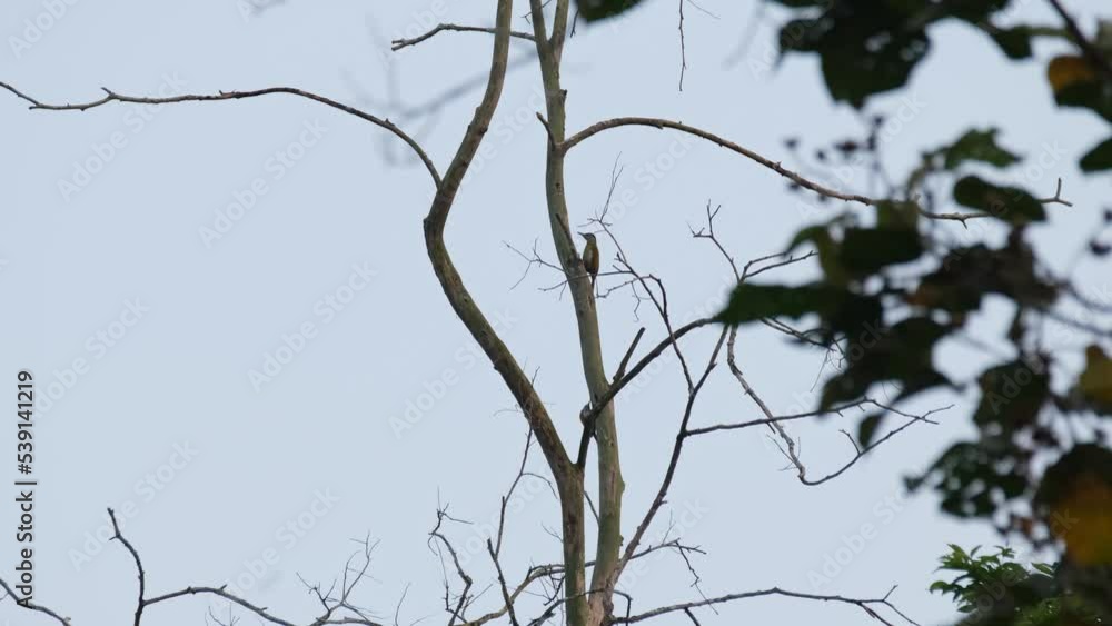 Two different individuals one on top while the other is climbing, Grey-headed Woodpecker Picus canus, Common Flameback Dinopium javanense, Kaeng Krachan National Park, Thailand. Two different individuals one on top while the other is climbing, Grey-headed Woodpecker Picus canus, Common Flameback Dinopium javanense, Kaeng Krachan National Park, Thailand.