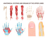 Human upper limbs different anatomical systems organs and structures.