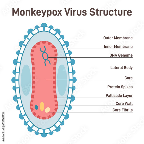 Monkeypox cell structure. New pandemic disease caused by orthopoxvirus photo