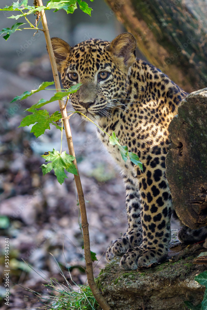 Leopard cub, Panthera pardus kotiya Leopard cub, Panthera pardus kotiya
