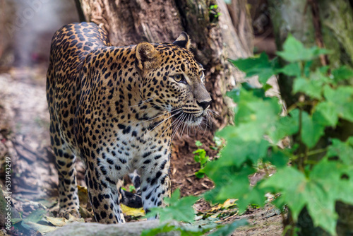 Sri Lankan leopard  Panthera pardus kotiya