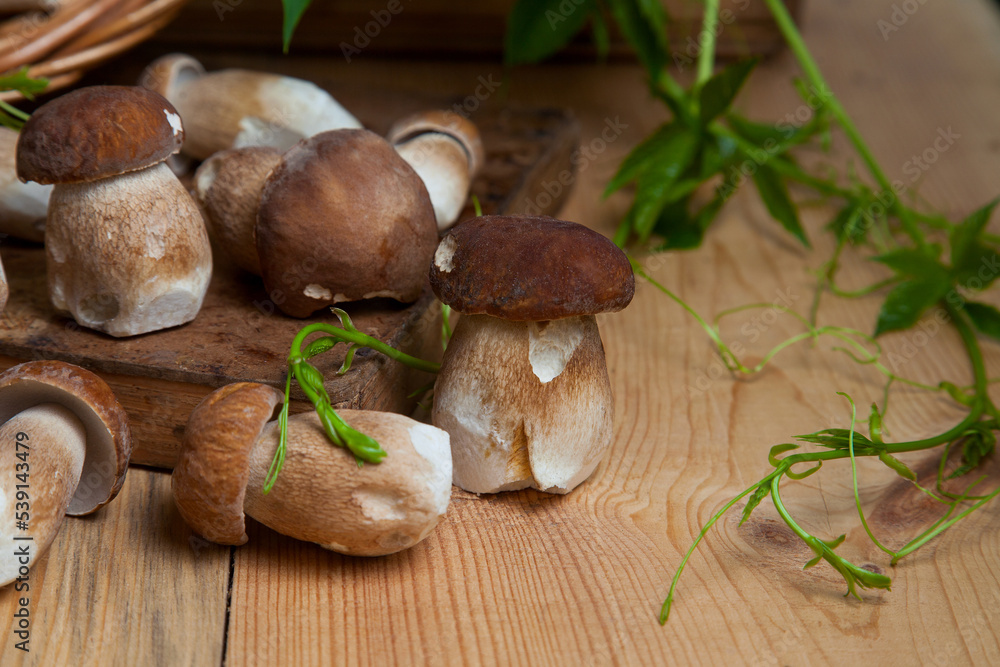 Selective focus on beautyfull porcini mushroom among the pile of wild porcini mushrooms on wooden background at autumn season.. Selective focus on beautyfull porcini mushroom among the pile of wild porcini mushrooms on wooden background at autumn season..