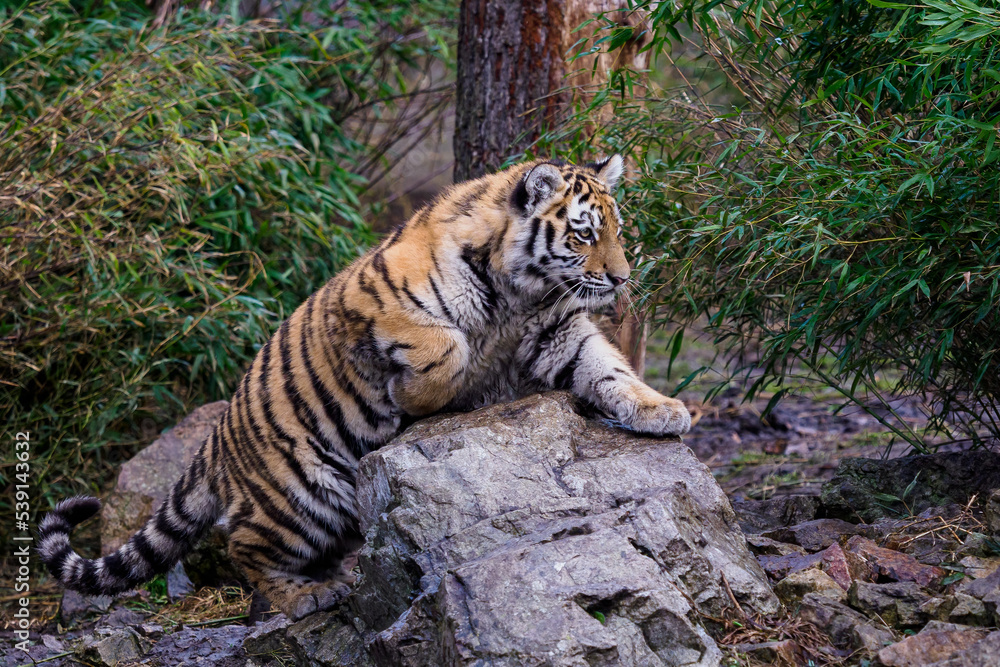Siberian tiger cub, Panthera tigris altaica Siberian tiger cub, Panthera tigris altaica