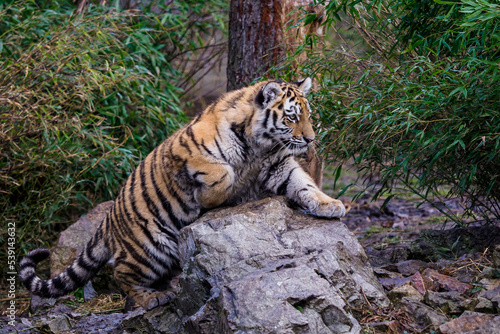 Siberian tiger cub  Panthera tigris altaica
