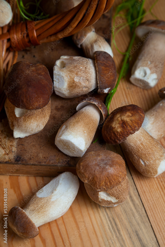 Pile of wild porcini mushrooms on wooden background at autumn season.. Pile of wild porcini mushrooms on wooden background at autumn season..