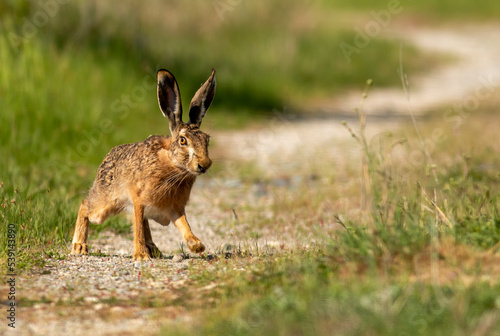 European Hare on dirty road