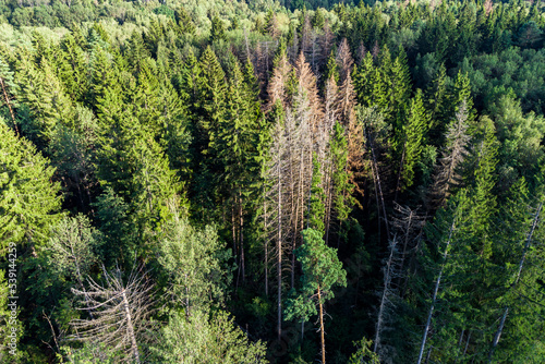 Spruces in a coniferous forest, view from a height of the trees