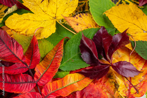 Collection of beautiful autumn leaves