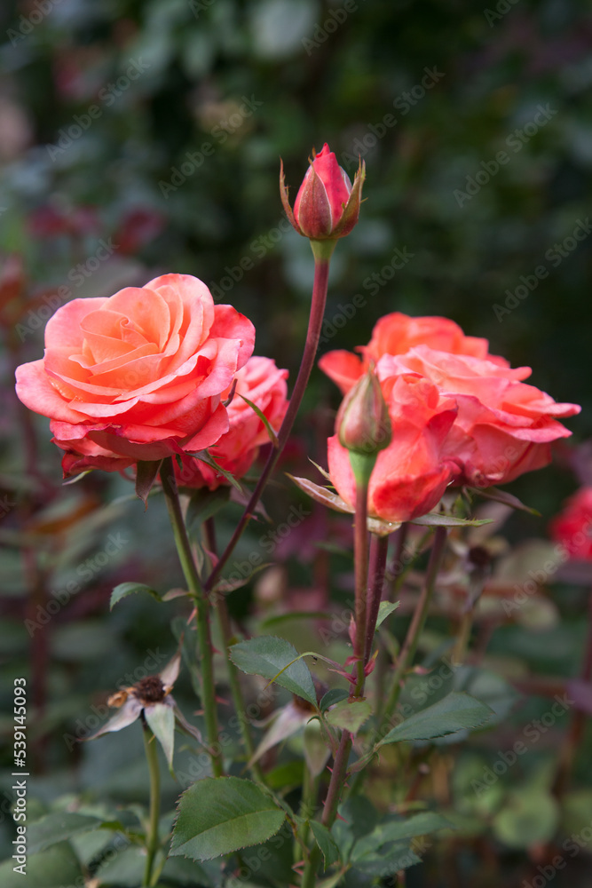 Beautiful rose bush growing in the garden.