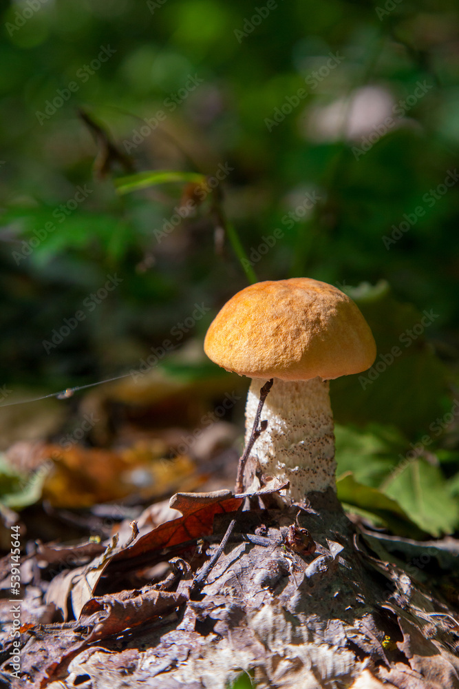 Single red boletus mushroom in the wild. Red boletus mushroom grows on the forest floor at autumn season.. Single red boletus mushroom in the wild. Red boletus mushroom grows on the forest floor at autumn season..