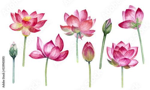 Watercolor lotus flowers and buds set isolated on a white background.