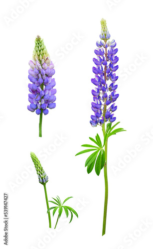 Set of purple flowers of Lu...