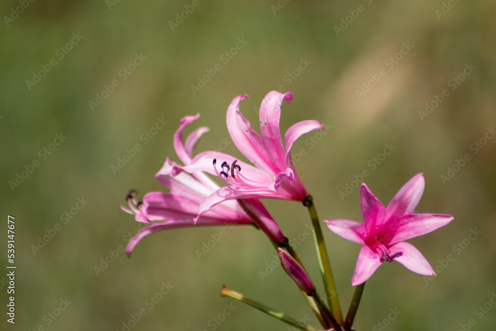 Fototapeta premium Flor rosa con fondo desenfocado en el parque de Madrid.