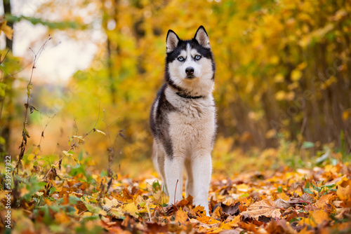 A blue-eyed black-and-white Siberian Husky stands in yellow leaves in an autumn park © Maria Moroz