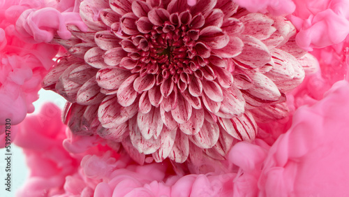 Beautiful pink chrysanthemum flower with flowing liquid  underwater  close-up