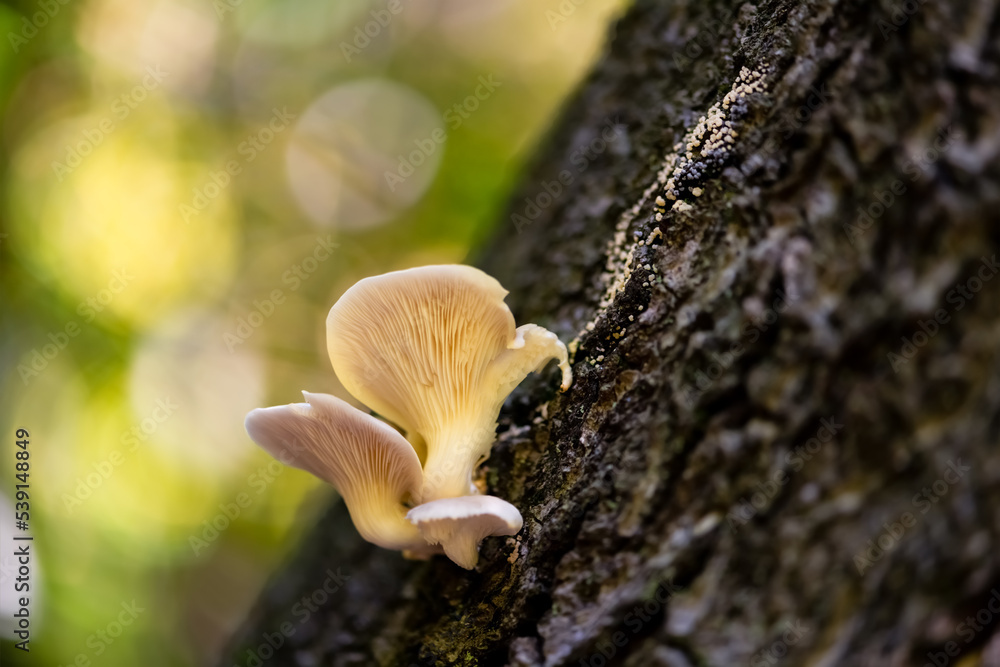 Bright wavy oyster fungus (Pleurotus ostreatus) growing on dark bark of an old tree. The Pleurotaceae are a family of small to medium-sized mushrooms with white spores and gills underneath the caps. Bright wavy oyster fungus (Pleurotus ostreatus) growing on dark bark of an old tree. The Pleurotaceae are a family of small to medium-sized mushrooms with white spores and gills underneath the caps.