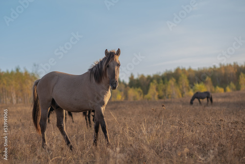 horse in the field © Anna