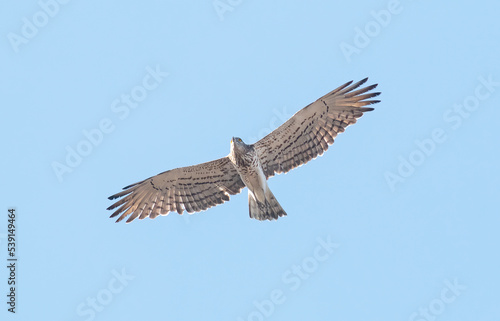 Short-toed Snake Eagle flying in the sky