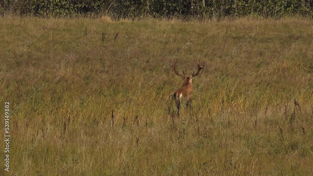 Wild deer garden in autumn. Deer graze in the meadow. Wild deer garden in autumn. Deer graze in the meadow.