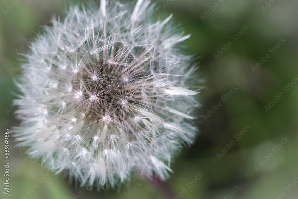 Dandelion clock in late summer afternoon
