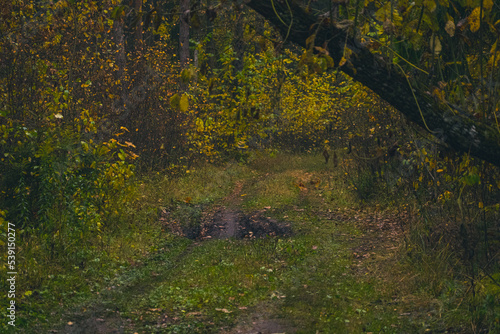 pathway through wild untouched forest in autumn season
