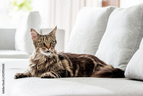Maine coon cat on a sofa looking to the side