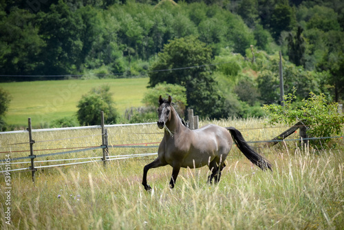 dun pony running in the field