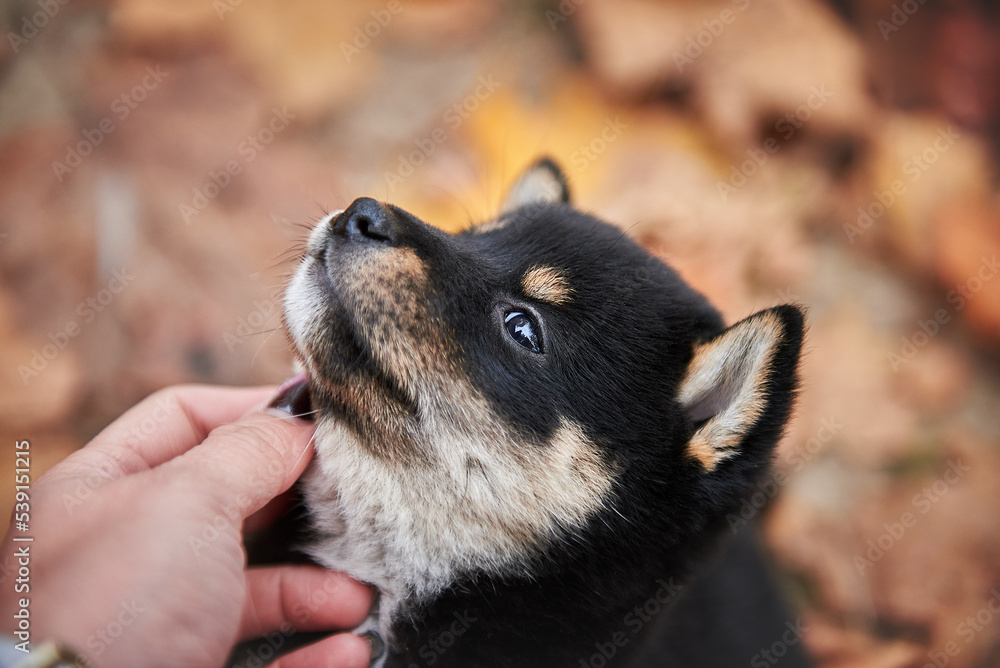 Portrait of a black and tan Shiba Inu puppy