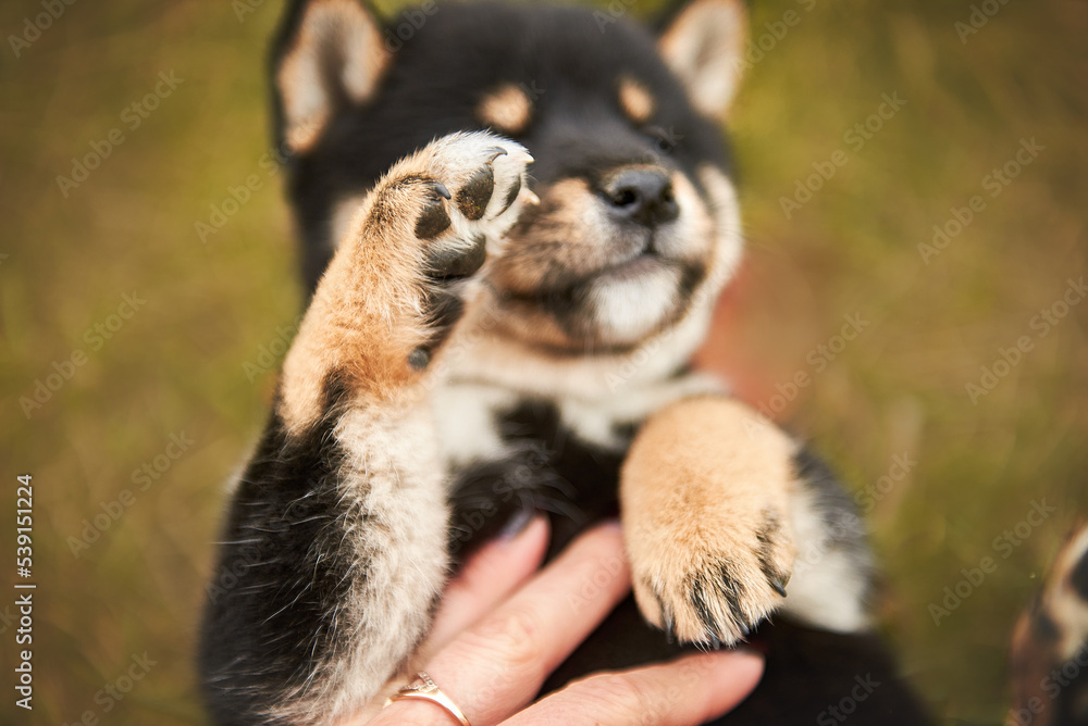 Shiba Inu puppy lying on the grass, focus in the foreground