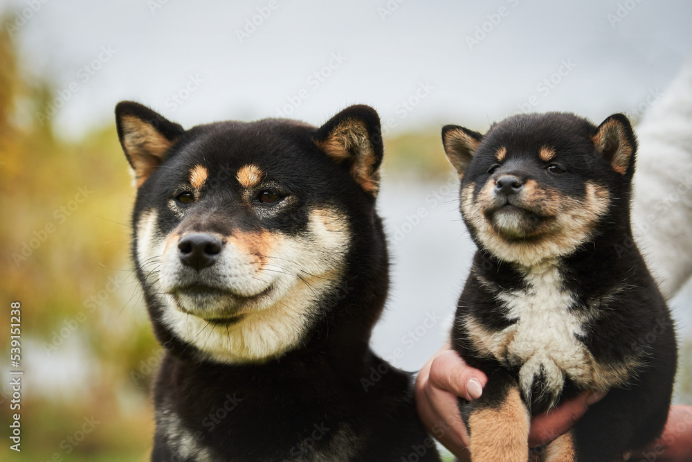 Portrait of a large and small dog breed Shiba inu black color