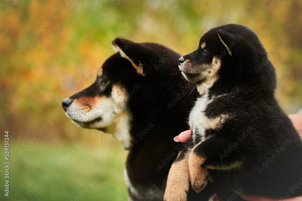 Portrait of a large and small dog breed Shiba inu black color