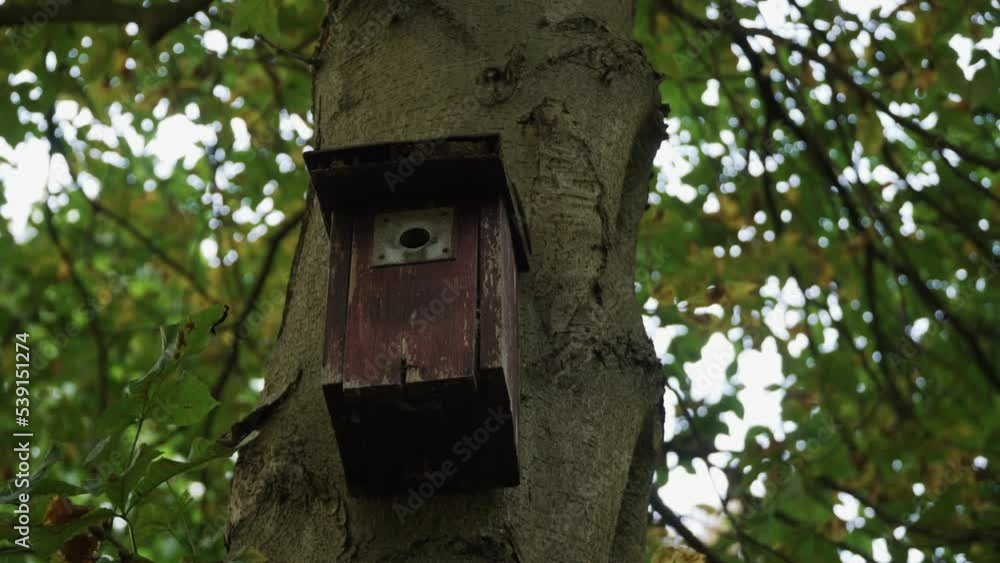 A birds house on a tree trunk in the german forest. A birds house on a tree trunk in the german forest.