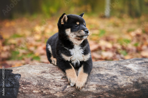 Portrait of a black and tan Shiba Inu puppy
