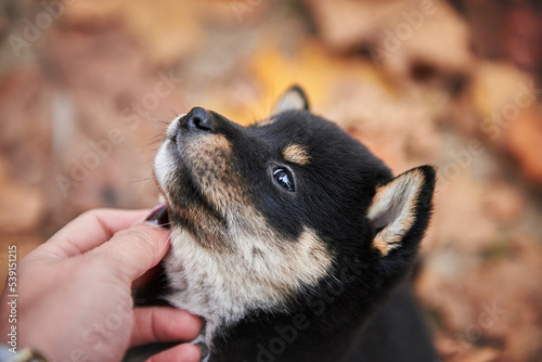 Obraz na płótnie Portrait of a black and tan Shiba Inu puppy w salonie