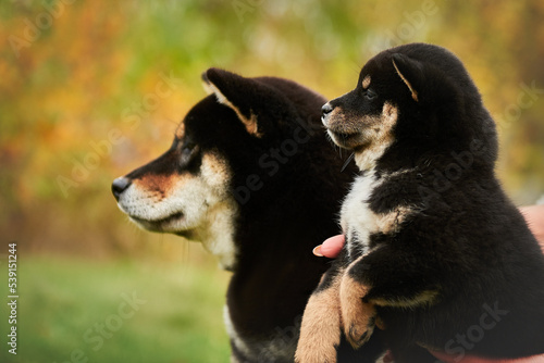 Obraz na płótnie Portrait of a large and small dog breed Shiba inu black color w salonie