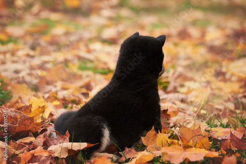 Obraz na płótnie black shiba inu puppy sitting in autumn foliage w salonie