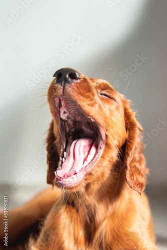 Red Irish Setter puppy yawns