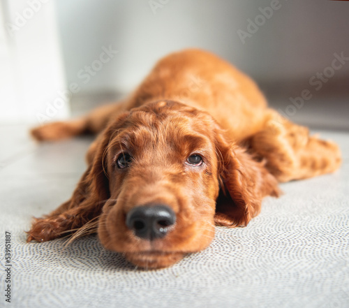 Red Irish Setter puppy lying on the floor