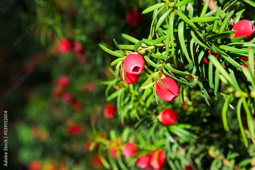red berry of yew (Taxus baccata) on the green background