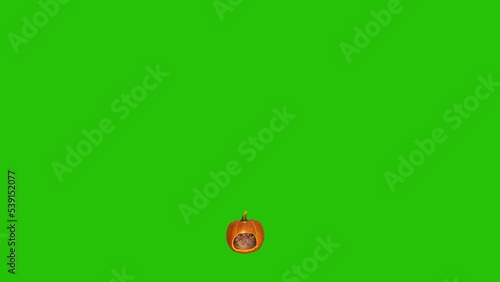 Cat head in pumpkin head drop down then appear work halloween on green background.