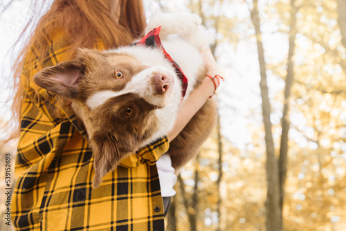 Happy owner holding up a dog. Horizontal view of owner with pet outdoors. Lifestyle with animals. Miniature American Shepherd (Mini American dog)