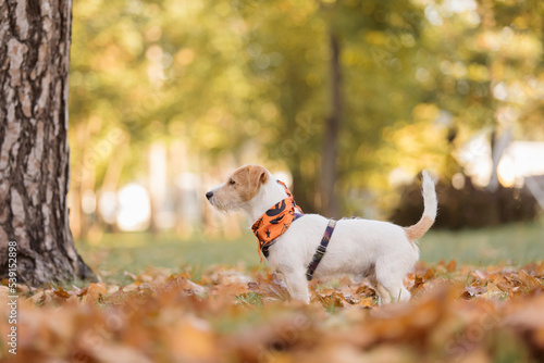 Dog in the park in autumn. Happy Jack Russell Terrier dog in colorful leaves in nature. Maple leaves. Fall season. Autumn
