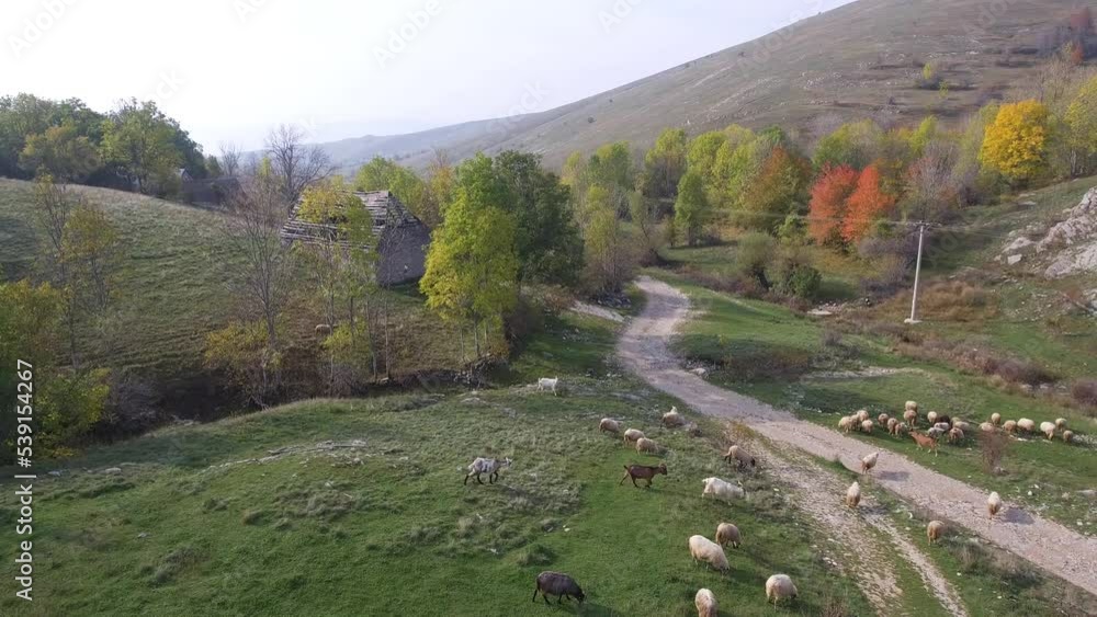 Heard Of Sheep And Goats On A Mountain Aerial Shot Heard Of Sheep And Goats On A Mountain Aerial Shot