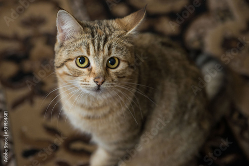 beautiful striped European shorthair cat lies
