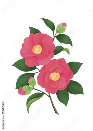 シンプルな赤い花 椿のイラスト 冬の花山茶花