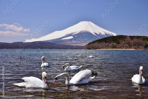 Fototapeta Naklejka Na Ścianę i Meble -  山中湖を優雅に泳ぐ白鳥と富士山